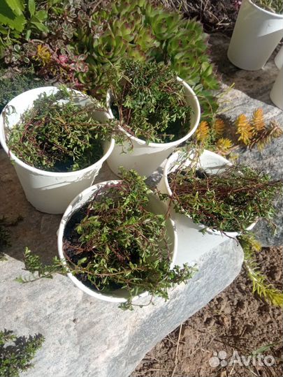 Тимьян ползущий мини сорт