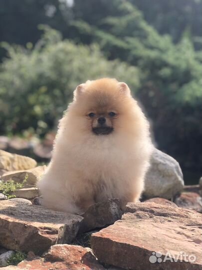 Померанский шпиц тип мишка мини