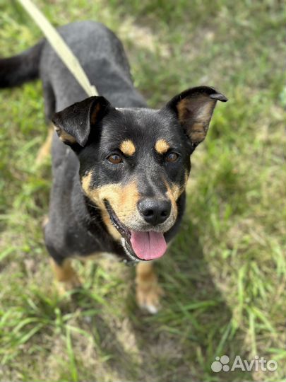 Милейший пёсик оказался в приюте