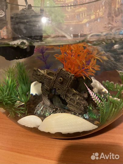 Аквариум с рыбками