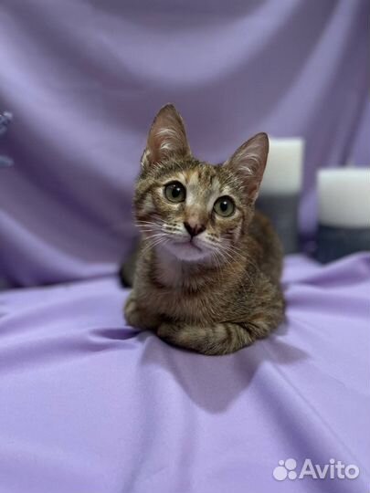 Европейская кошка в добрые руки