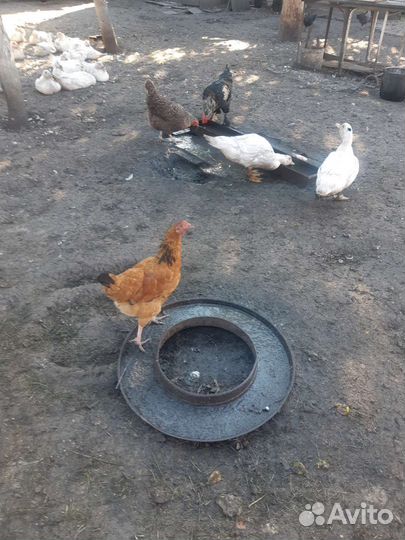 Куры молодки несушки