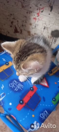 Котята сиамская