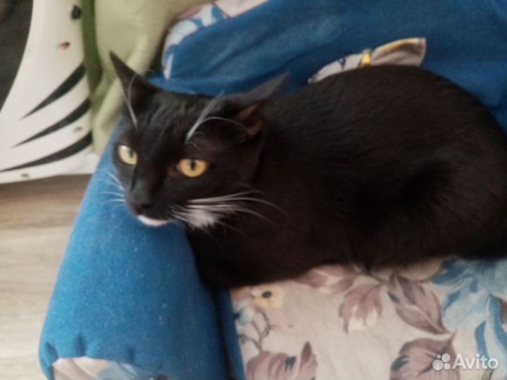 Две кошечки с необычным хвостом