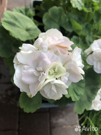 Пеларгония герань