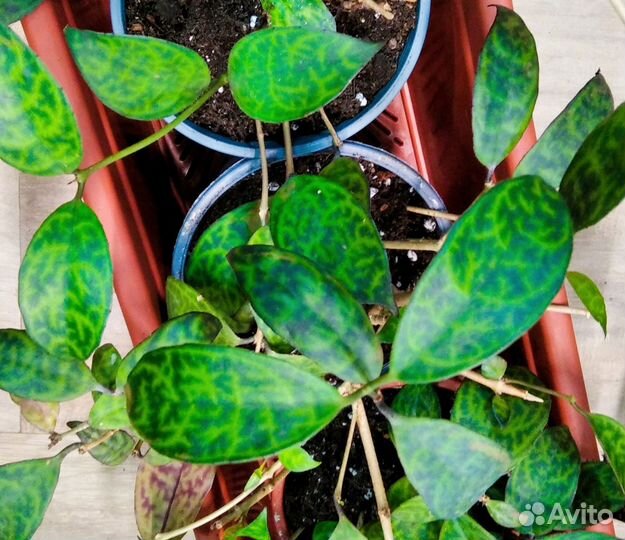 Эсхинантус мраморный