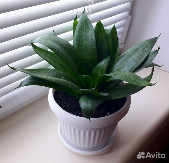 Сансевиерия