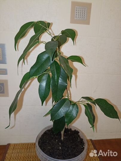 Фикус бенджамина