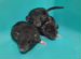 Канадские крысята (Dамбо), породисые крысы