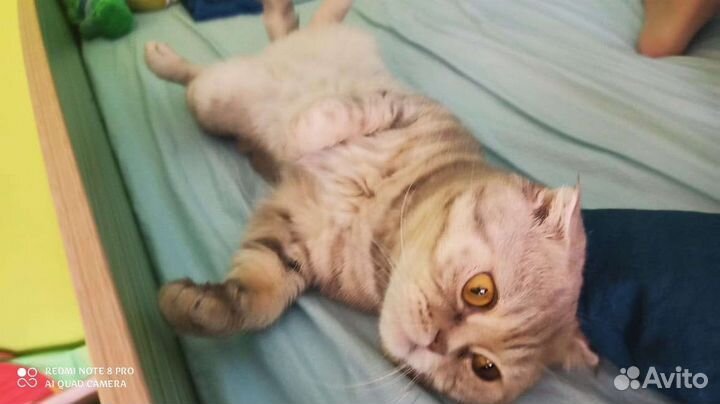 Кот ищет себе невесту
