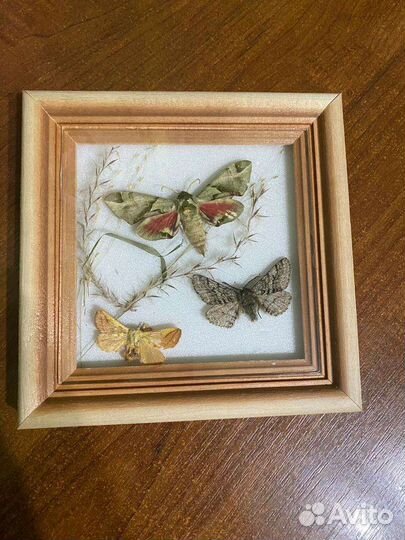Бабочки в рамках