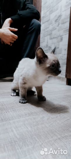 Котенок девочка