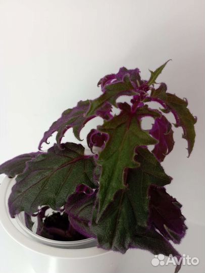 Гинура вариегатная