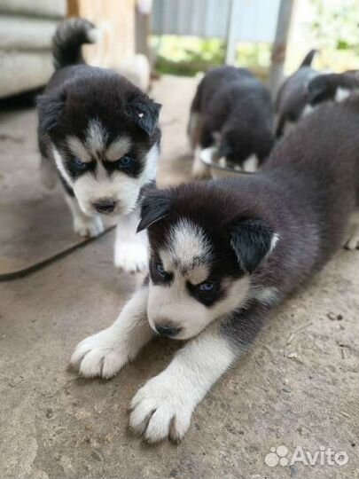 Щенки