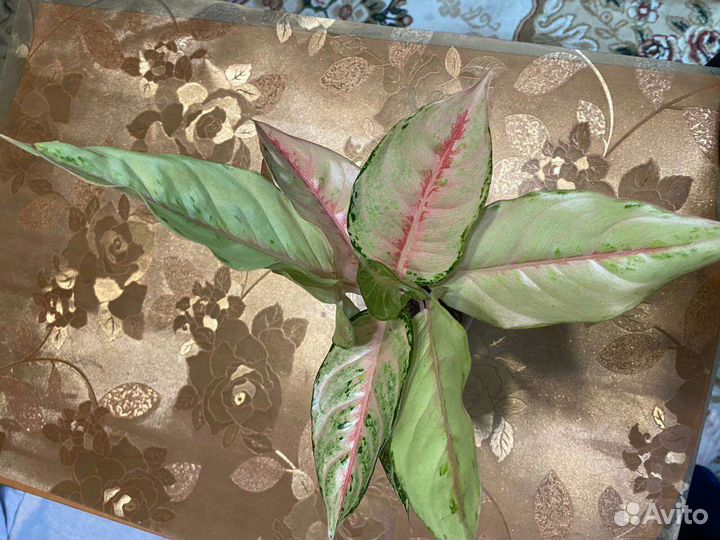 Аглаонема тайланд