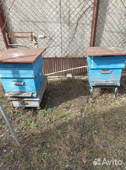 Продам пасеку