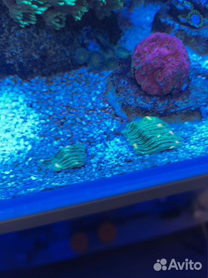 Коралл чалис