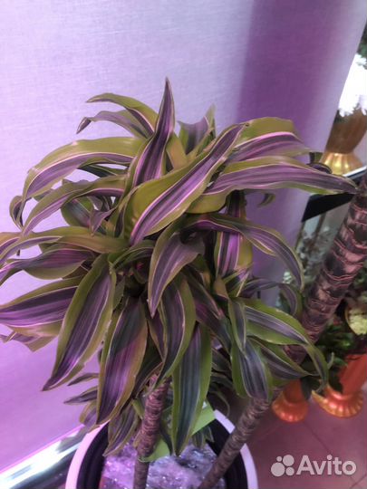 Драцена лимон лайм 155 см 3 ствола