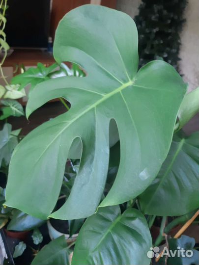 Монстера деликатесная, сциндапсус, Филодендрон