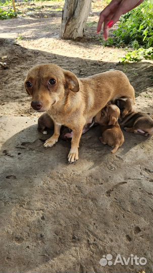 Маленькие собачки щенята в добрые руки