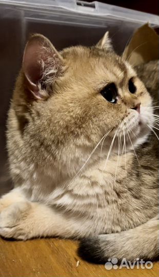 Британский кот для вязки
