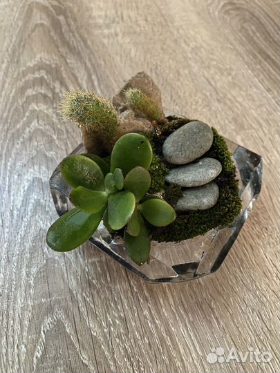 Флорариум Город в табакерке