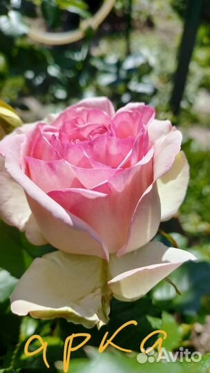 Саженцы плетистых роз