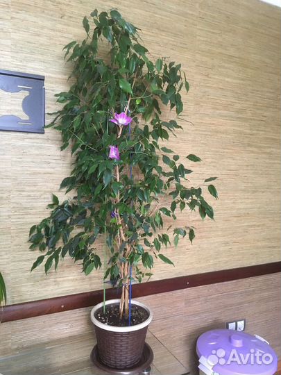 Фикус бенджамина