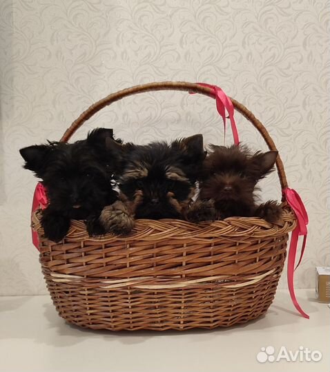 Йоркширский терьер