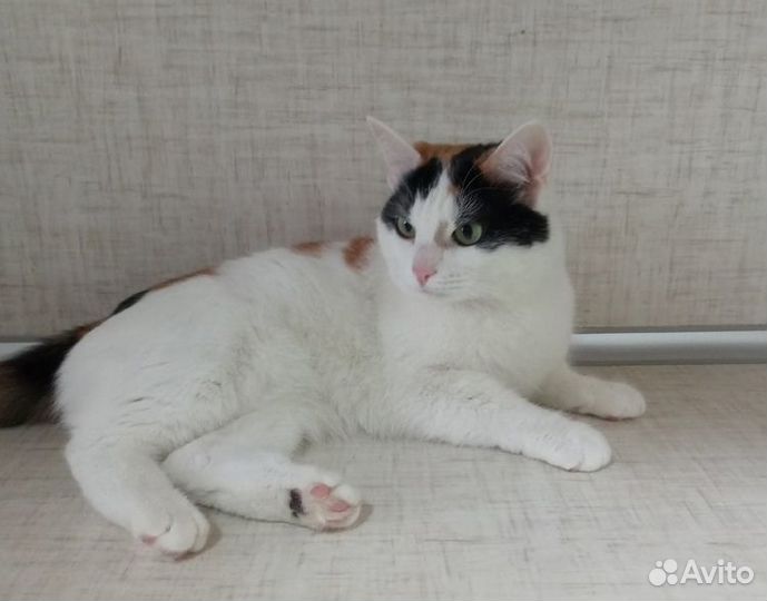 Ласковая кошечка Ириска ищет хозяев