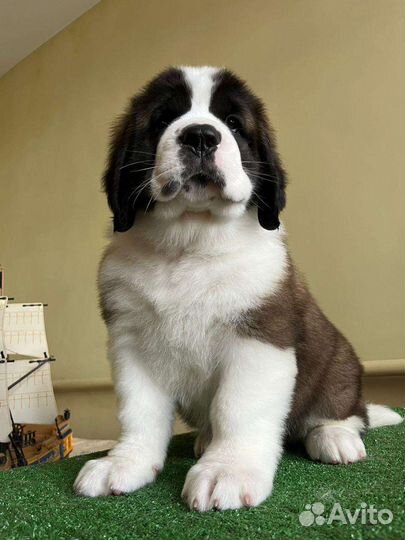 Щенки сенбернара