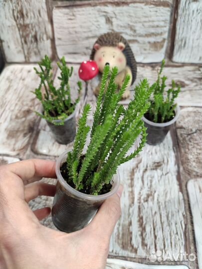 Комнатные растения цветы