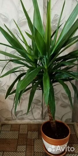 Комнатные растения взрослые цветы