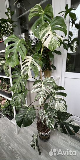 Монстера alba делициоза большая