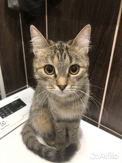 Кошка по имени «дота»