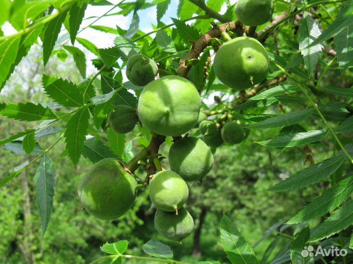 Орех Чекалкин, морозостойкий, семена