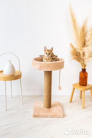 Домик когтеточка для большой кошки