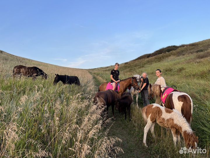 Пони жеребец