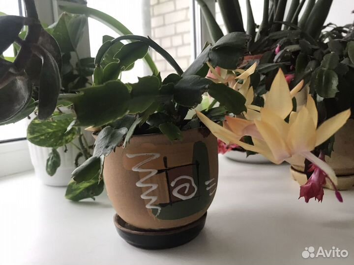 Декабрист с жёлтыми цветами в горшке