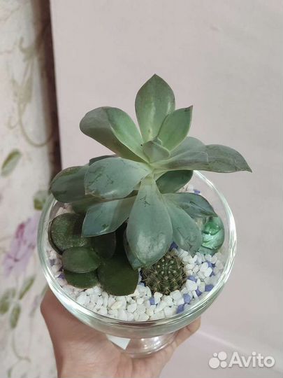 Цветы суккуленты, флорариум