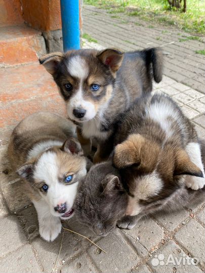 Щенки помесь хаски и лайки