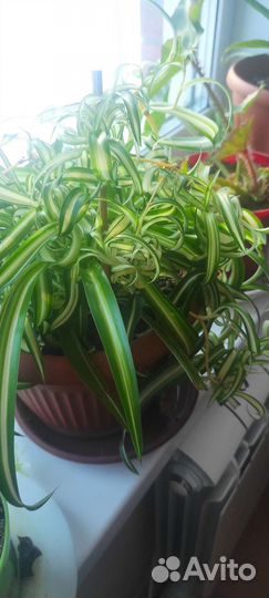 Хлорофитум кудрявый