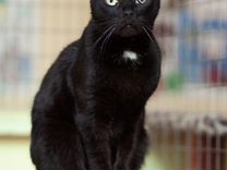 Черная ласковая кошка, стерилизована, привита