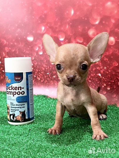 Супер Мини мальчик чихуахуа. Ангел