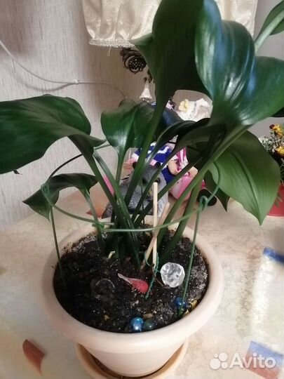 Эухарис амазонская лилия