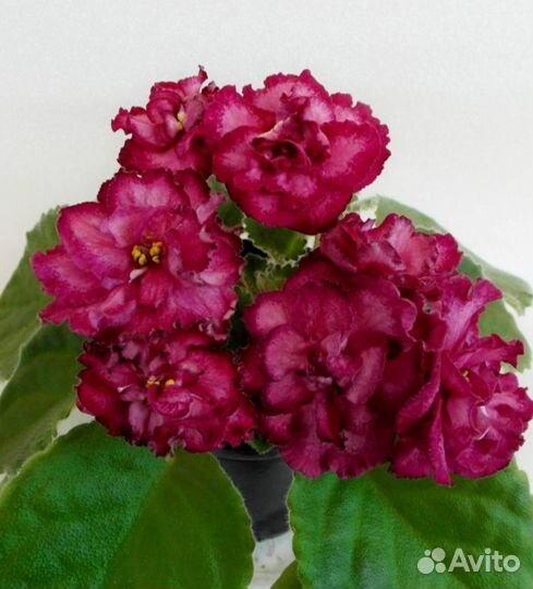 Фиалки сортовые