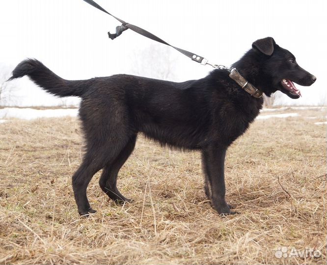 Молодой кобель Гарик ждет вас