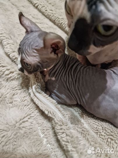 Котята сфинкс