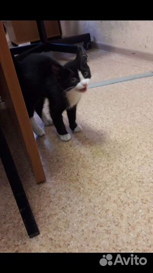 Пристраивается котёнок