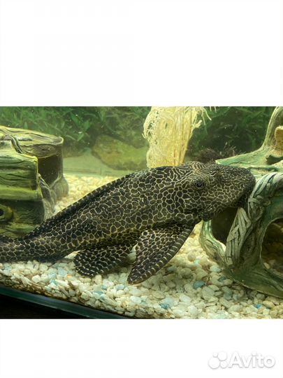 Аквариум с рыбками на 200л